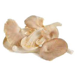 Abalone-mushroom-(Pleurotus-cystidiosus)