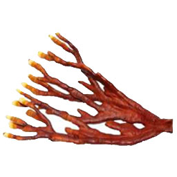 Deer-horn-reishi-mushroom-(Ganoderma-lucidum)