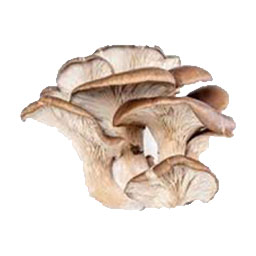 Oyster-mushroom-(Pleurotus-ostreatus)