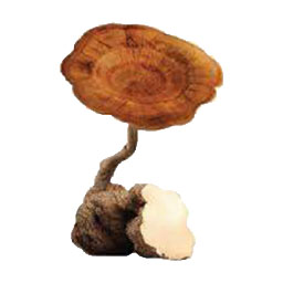 Tiger-milk-mushroom-(Lignosus-rhinocerus)