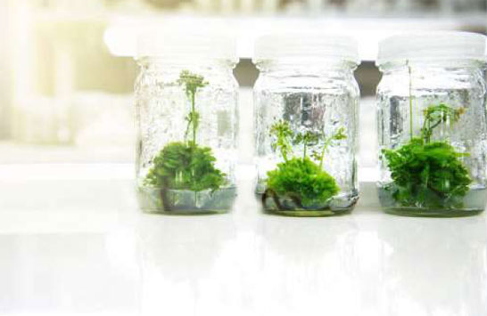 products-tissue-culture-R&D-and-mass-multiplication-services