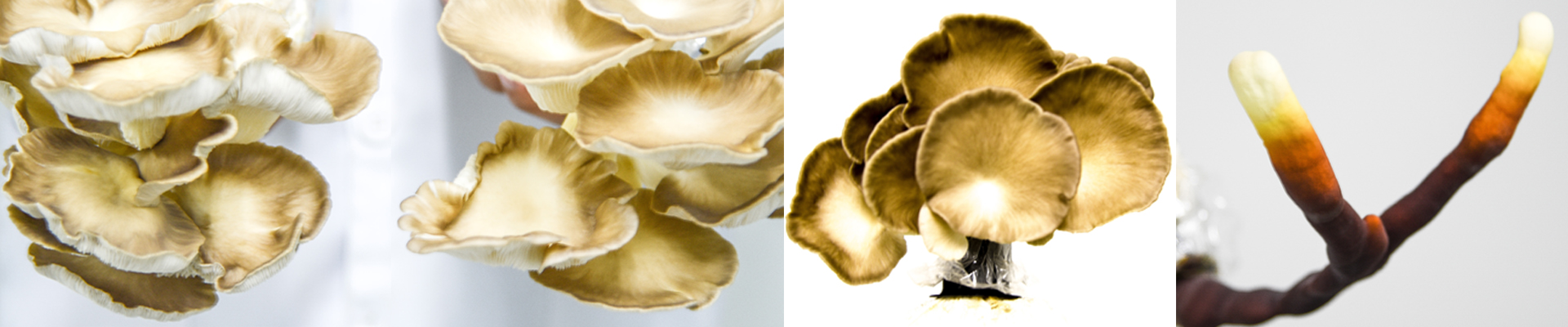 4-mushrooms